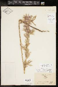 Eryngium leavenworthii image