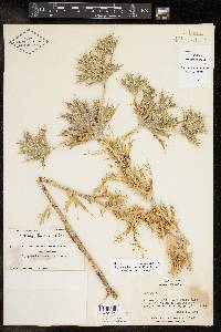 Eryngium leavenworthii image