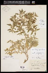 Chamaesaracha texensis image