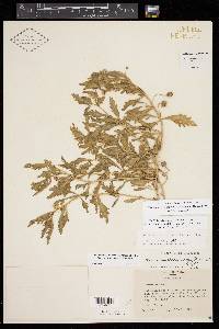 Chamaesaracha texensis image