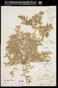 Chamaesaracha texensis image