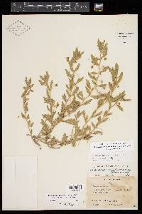 Chamaesaracha texensis image