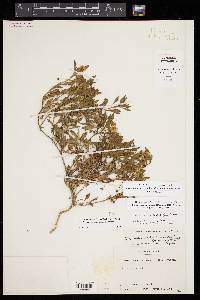 Chamaesaracha texensis image