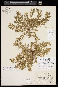Chamaesaracha texensis image