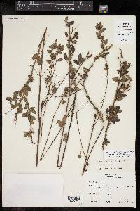 Lespedeza hirta image