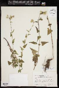 Brickellia grandiflora image