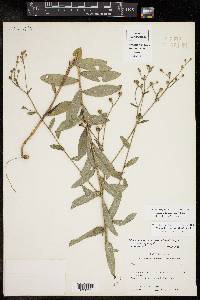 Vernonia texana image