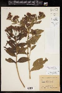 Vernonia baldwinii image