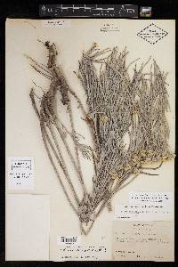 Vernonia larseniae image