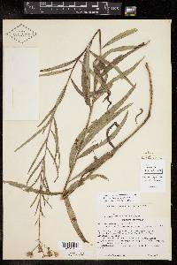 Vernonia texana image