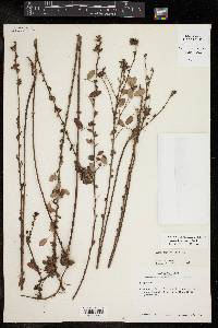 Lespedeza stuevei image