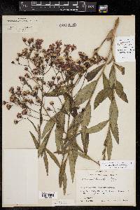 Vernonia texana image