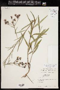 Vernonia texana image
