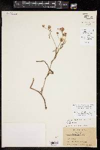 Vernonia texana image