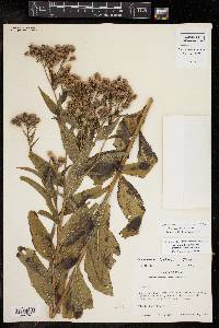 Vernonia baldwinii image