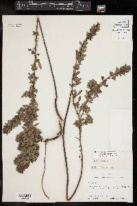 Lespedeza stuevei image