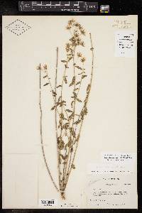 Brickellia brachyphylla image