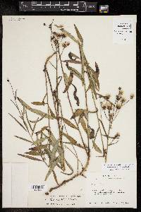 Vernonia texana image