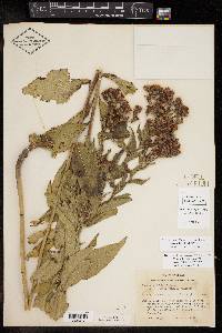 Vernonia baldwinii image