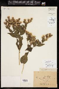 Vernonia baldwinii image