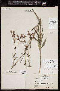 Vernonia texana image