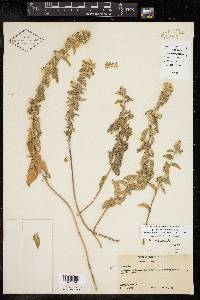 Brickellia lemmonii image