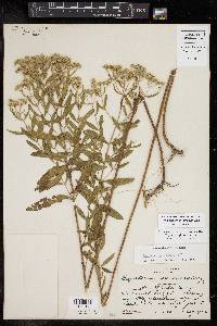 Eupatorium linearifolium image