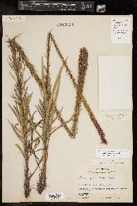 Liatris pycnostachya image