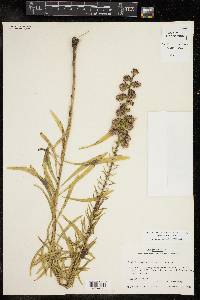 Liatris aspera image