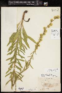 Liatris aspera image