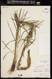 Liatris pycnostachya image