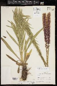 Liatris lancifolia image