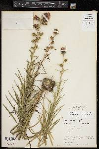 Liatris hirsuta image