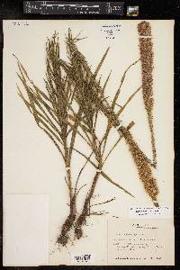 Liatris pycnostachya image