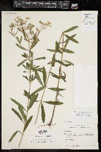 Eupatorium altissimum image