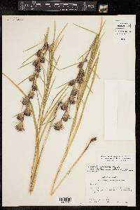 Liatris squarrosa image