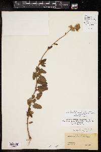 Conoclinium betonicifolium var. betonicifolium image