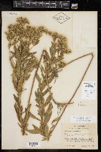 Eupatorium altissimum image