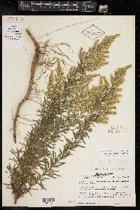 Eupatorium compositifolium image