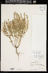 Scutellaria drummondii image