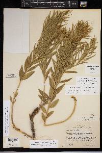 Amsonia ciliata var. texana image