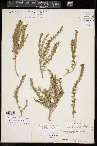 Scutellaria wrightii image