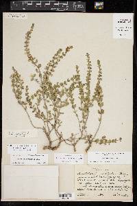 Scutellaria wrightii image