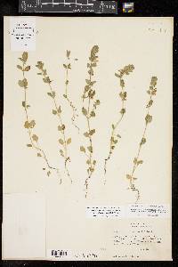 Scutellaria drummondii image