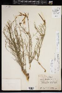 Amsonia longiflora var. longiflora image