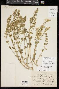 Scutellaria drummondii var. edwardsiana image