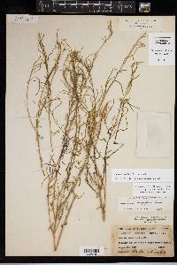 Amsonia longiflora var. longiflora image