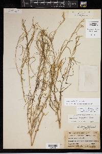 Amsonia longiflora image