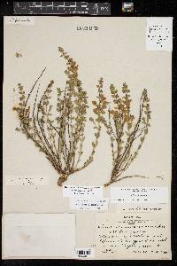 Scutellaria resinosa image