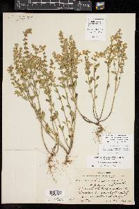 Scutellaria drummondii image